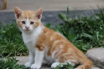 Adorable Farm-Raised Kittens Ready For Their Forever Homes!, View more