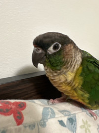 Green check conure (Cage included)
