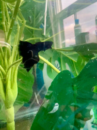 Black Moscow guppies