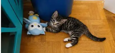 3 TABBY KITTENS READY TO GO!!! 2 GIRLS 1 BOY!, View more