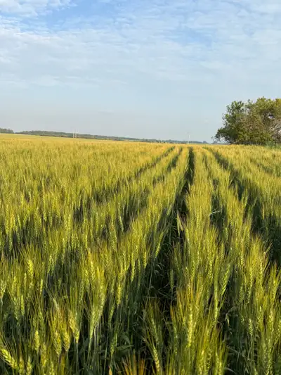 Looking for expansion acres for upcoming 2026 and on farming seasons Canora and surrounding area Pro...