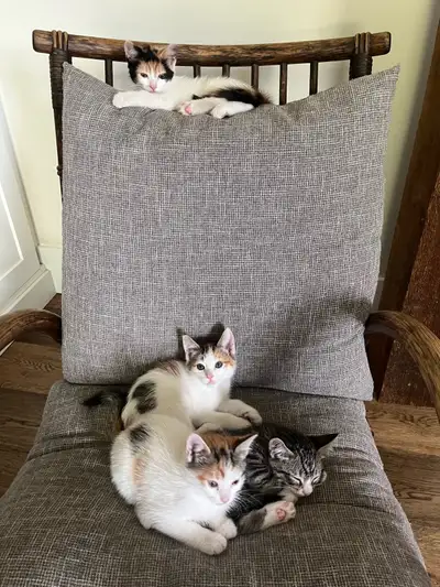 9 week old kittens sold separately , View more