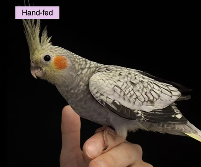 Pearl Cockatiel Baby Sale at TT PETS, View more