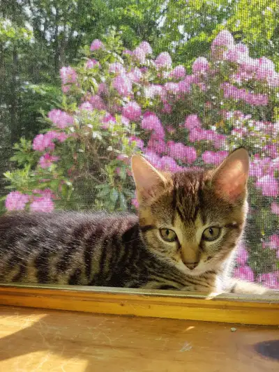 These adorable kittens are looking for their forever homes! They are playful, cuddly, and full of pu...