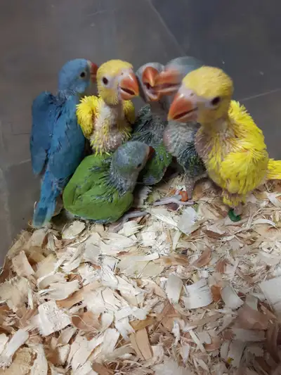 Indian ringneck babies in oshawa, View more