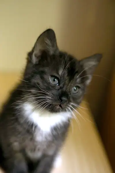 4 kittens for rehoming, View more