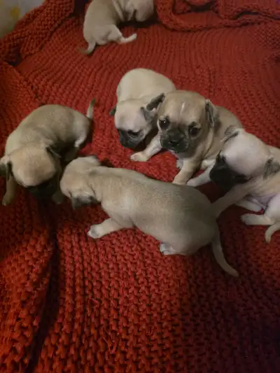 Pug/ Chihuahua (chug puppies), View more