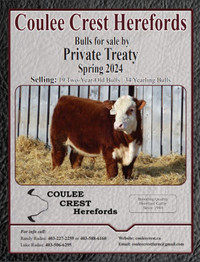 Yearling & 2 Year Old Hereford Bulls selling by Private Treaty