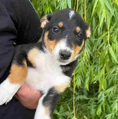 Shepherd mix pup, View more