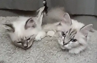 RARE Purebred Birman kittens, View more