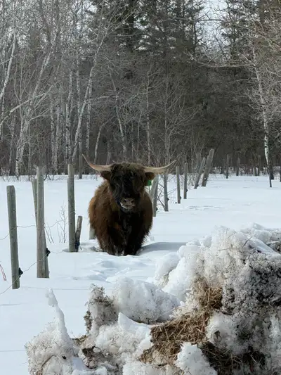 Scottish Highland Starter Herd, View more