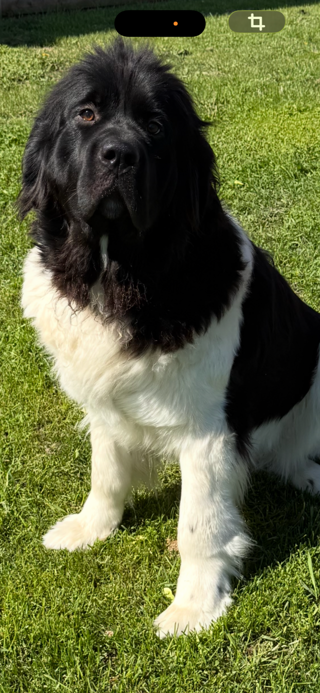 chiots Terre-Neuve, Newfoundland Puppies in Dogs & Puppies for Rehoming in Laurentides - Image 9