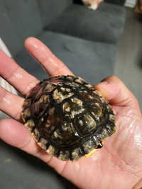 Yellow Belly Turtle