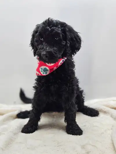 Goldendoodle puppies golden doodle, View more