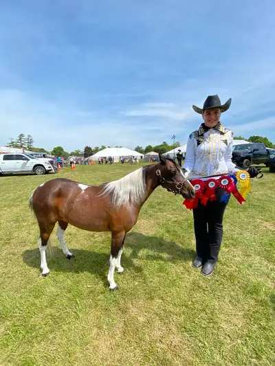 miniature mare for sale, View more