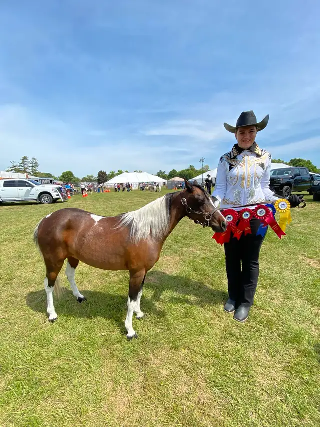 miniature mare for sale in Horses & Ponies for Rehoming in Oshawa / Durham Region - Image 2