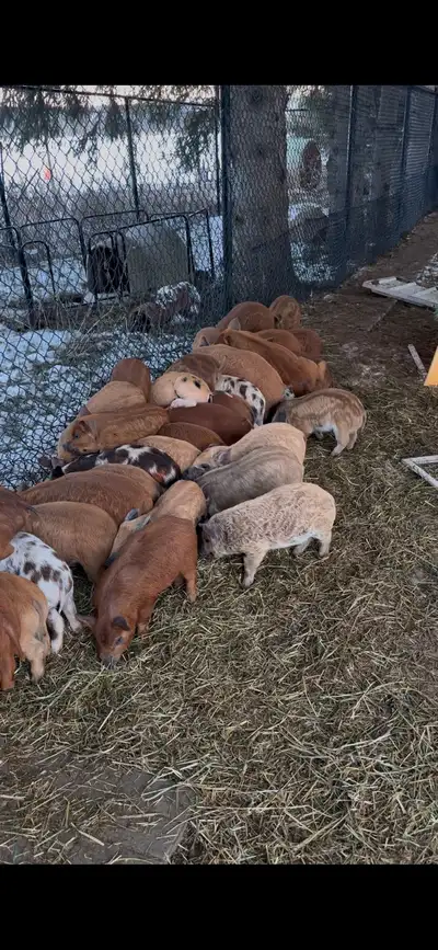 Heritage piglets, View more