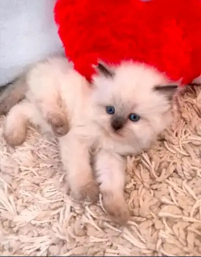 GORGEOUS BABY BICOLOR WHITEMITTTED RAGDOLLS!!!, View more