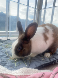 Looking to rehome 1 1/2 year old male Dutch rabbit