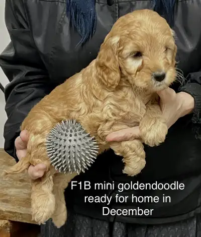 ❤️Mini and small /med goldendoodles and aussiedoodles, View more