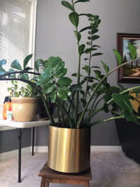 ZZ plant & Snake plant (Large & Healthy)