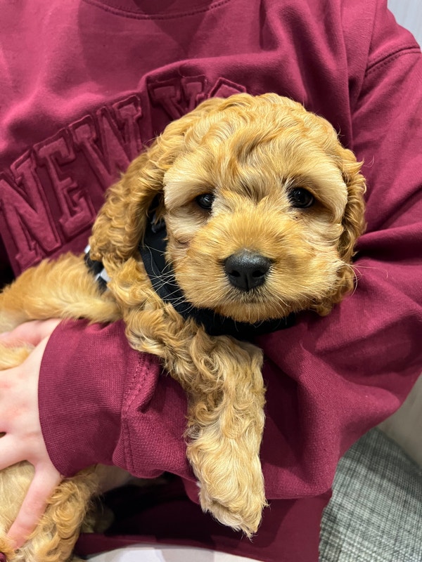Beautiful 9 Week Old Male Cockapoo Puppy Dogs & Puppies for Rehoming