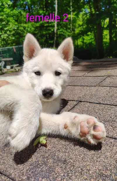 siberian husky puppy (browns eyes), View more