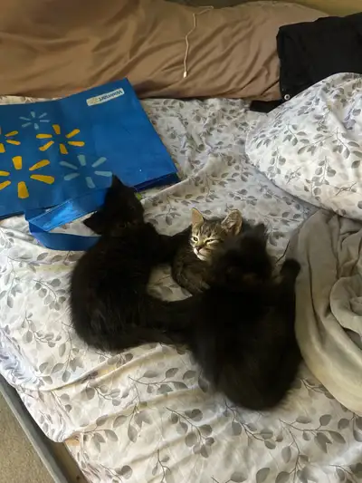 kitten for 25$, View more
