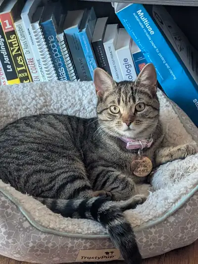 Je vends ma chatte elle s'appelle" Rosie", malheureusement je suis allergique, elle est calme, affec...