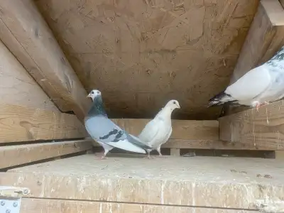 tippler pigeons , View more