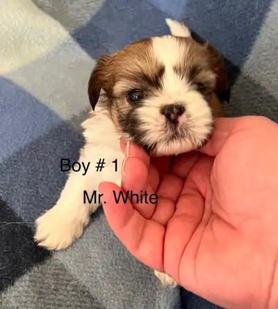 Shih Tzu Puppies!!, View more
