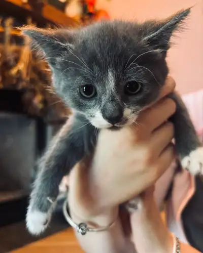 beautiful kitten , View more