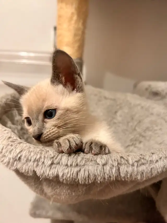 Mâle Siamois pour ‘ collaboration ‘ avec votre femelle