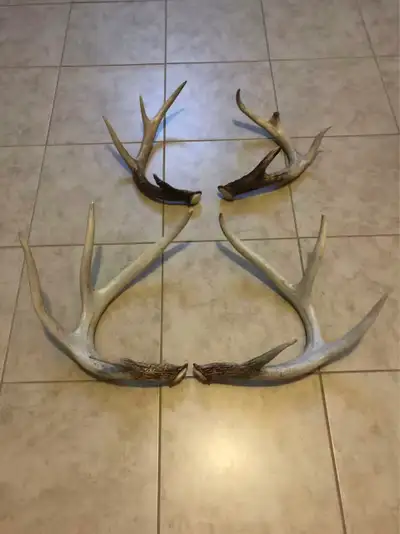 The biggest two $50 each, the smallest two $30 each