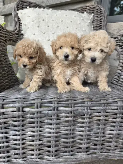 Adorable Bichonpoo Puppies, View more