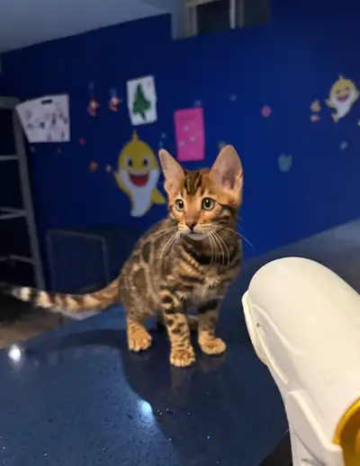 Bengal Kitten- Male, View more