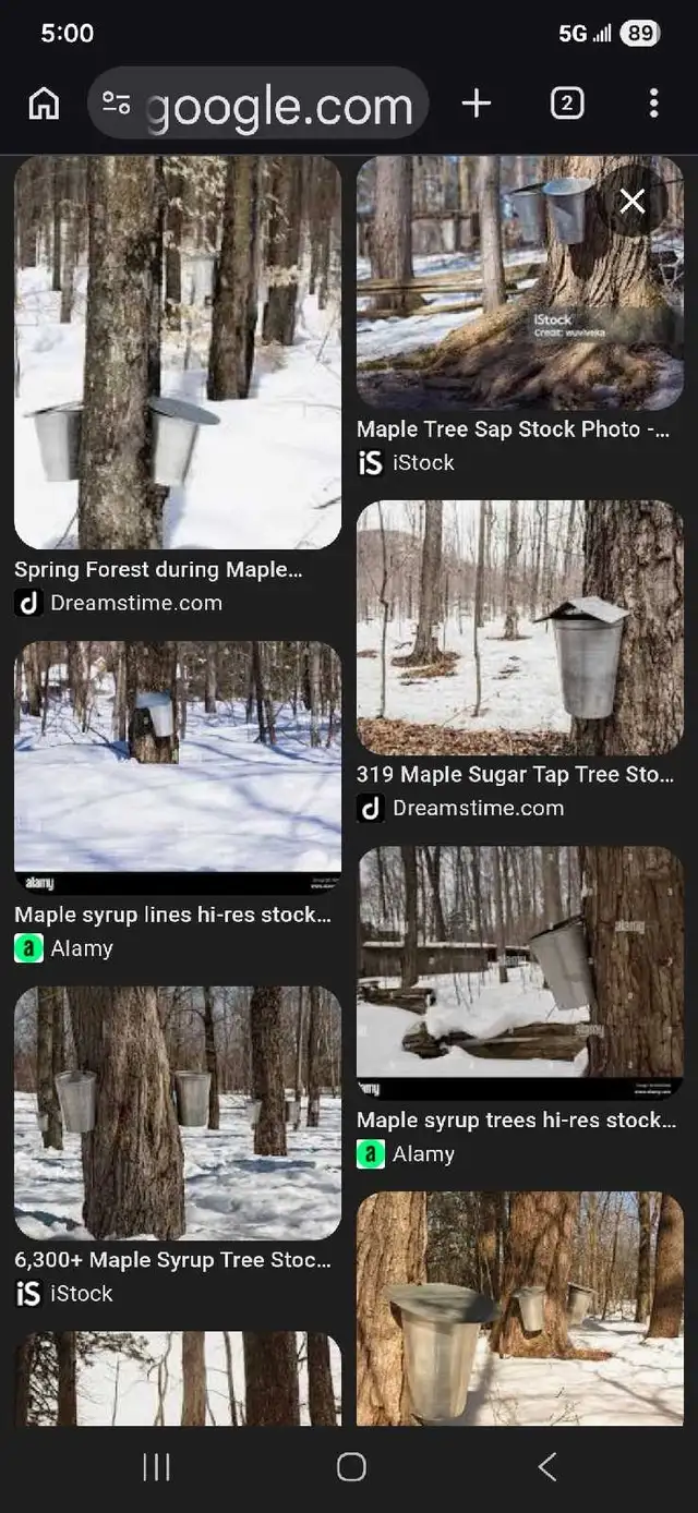 Looking for maple trees to tap.