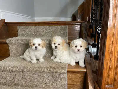 Shih-Tzu x Bichon Frise Puppies! READY NOW ❤️ SHICHON!, View more