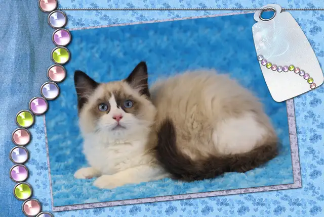 Purebred Ragdoll kitten - TICA registered
