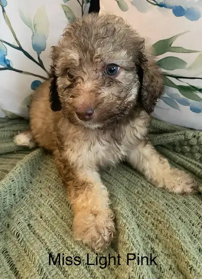  PUREBRED STANDARD POODLE PUPPIES , View more