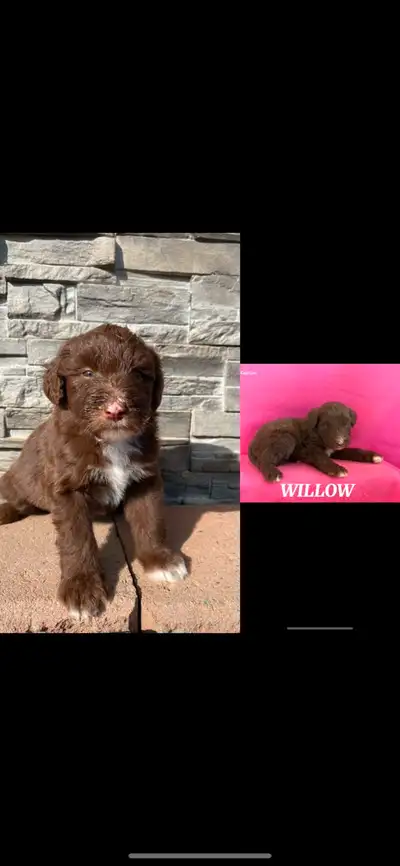 We have puppies!!! 6 out of 11 of the cutest puppies you have ever seen!!! The dad is a purebred med...
