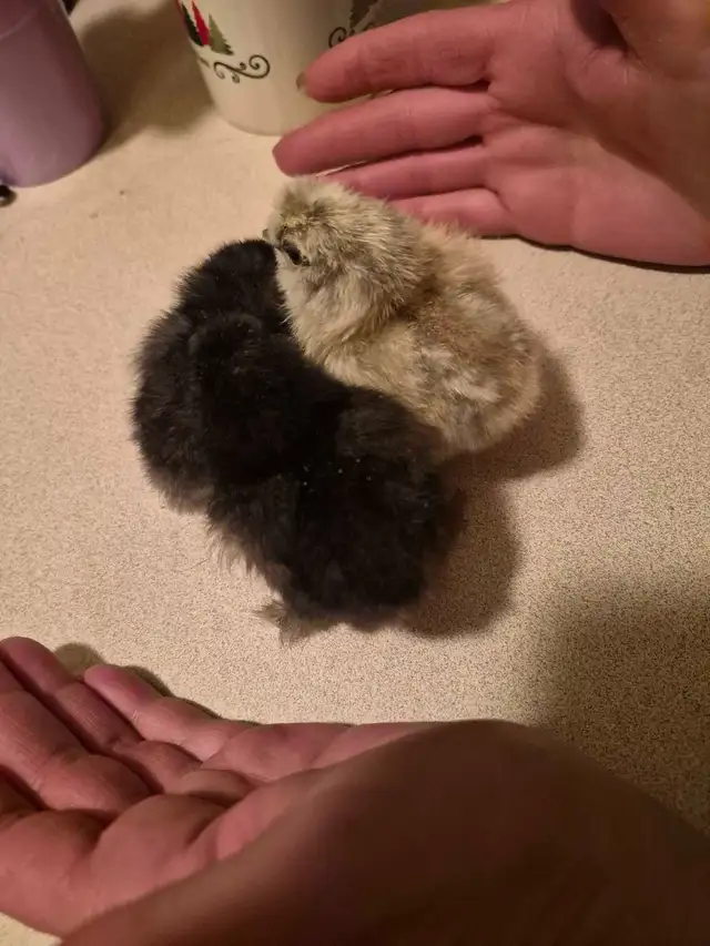 3 silkie chicks  in Livestock in Winnipeg - Image 3