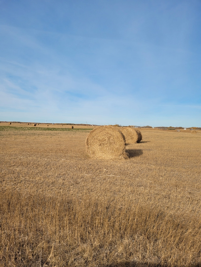 Large round hay bales for sale in Equestrian & Livestock Accessories in Saskatoon - Image 2