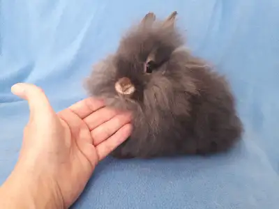 Femelle lapine tête de lion * female lionhead bunny rabbit, View more