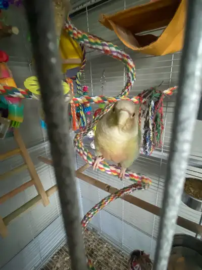 cinnamon violet conure, View more