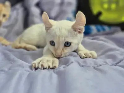 Jolie chantons highland lynx pure race , View more