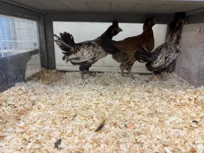 I have three off heat chicks for consideration as I need the space for an up coming hatch. 2 are bea...