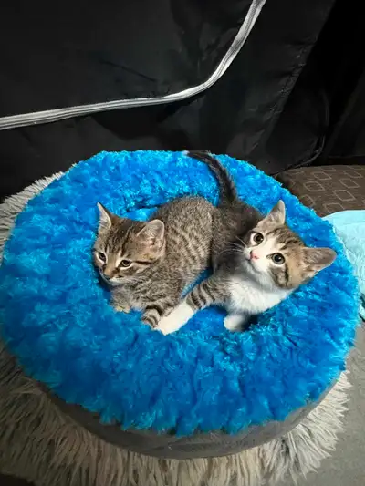 two kittens male ,female, View more
