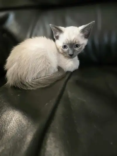 Adorables chatons siamois à vendre, on été élevés avec leurs parents, et avec de jeunes enfants (2 e...