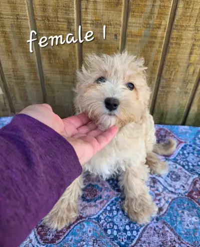 Female cockapoo pups, View more